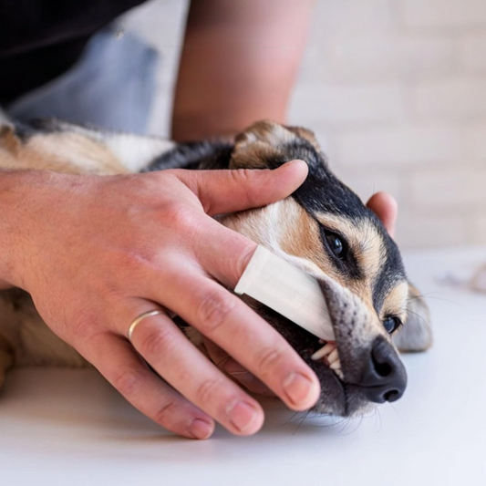 Brosses à Dents en Silicone Souple pour Animaux de Compagnie